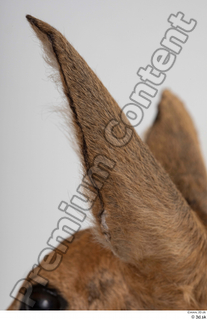 Deer Doe 2 ear 0011.jpg